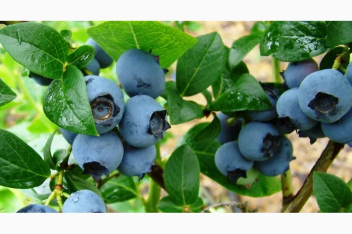 Саженцы Голубики (Черника) (Лохина) in vitro. Большой выбор сортов- фото № 2