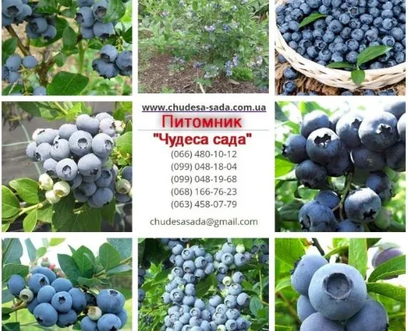 Саженцы Голубики (Черника) (Лохина) in vitro. Большой выбор сортов- фото № 3