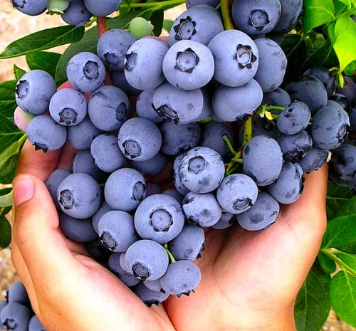 Саженцы Голубики (Черника) (Лохина) in vitro. Большой выбор сортов- фото № 6