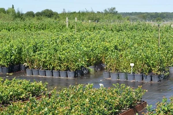 Саженцы Голубики (Черника) (Лохина) in vitro. Большой выбор сортов- фото № 7