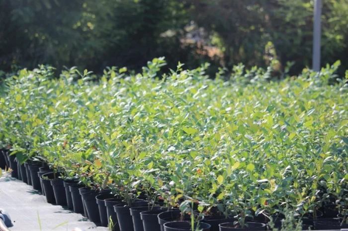 Саджанці лохини (голубики)- фото № 1