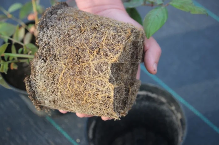 Саджанці лохини (голубики)- фото № 3