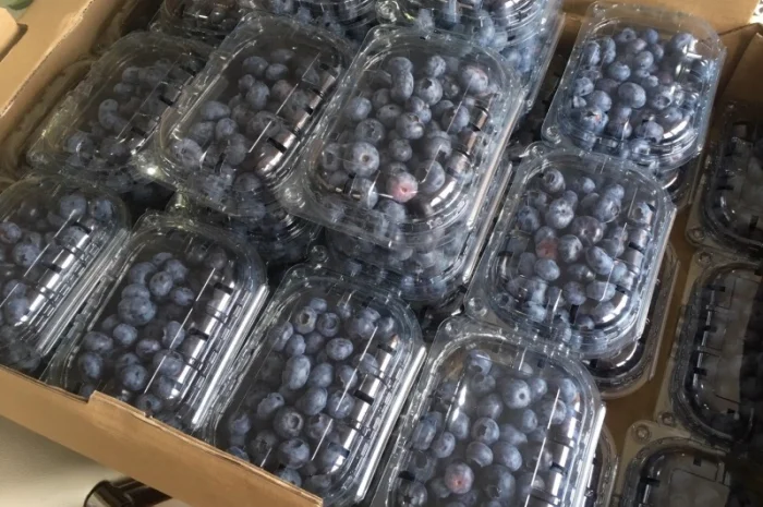 Саджанці лохини (голубики)- фото № 4