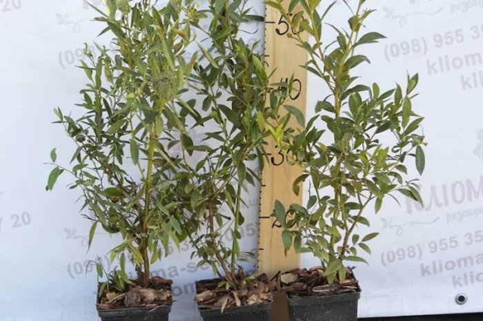 Саженцы голубики оптом от производителя. Свой питомник! 2023- фото № 1