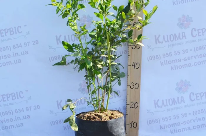 Саженцы голубики оптом от производителя. Свой питомник! 2023- фото № 2