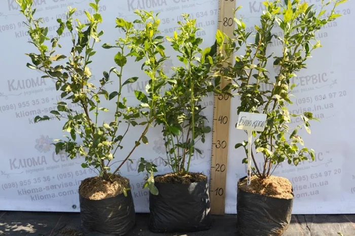 Саженцы голубики оптом от производителя. Свой питомник! 2023- фото № 3