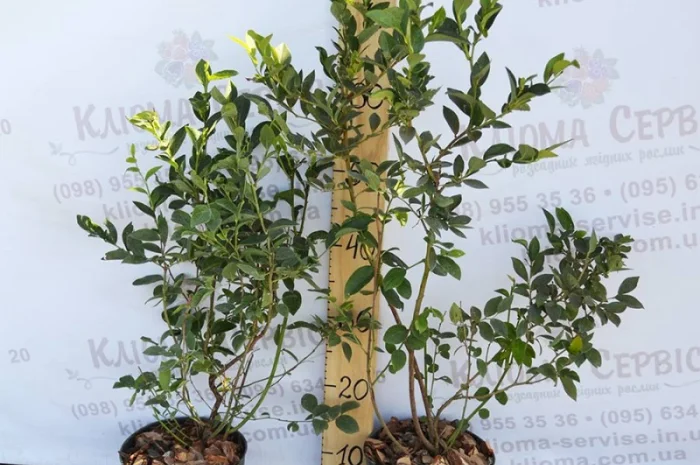 Саженцы голубики оптом от производителя. Свой питомник! 2023- фото № 4