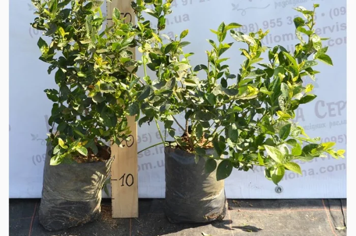 Саженцы голубики оптом от производителя. Свой питомник! 2023- фото № 5