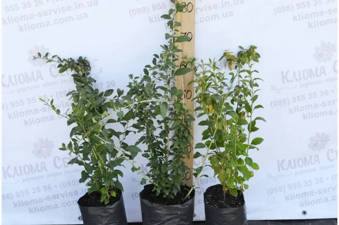 Саженцы голубики оптом от производителя. Свой питомник! 2023- фото № 6