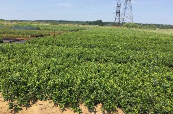 Саженцы голубики оптом от производителя. Свой питомник! 2023- фото № 7