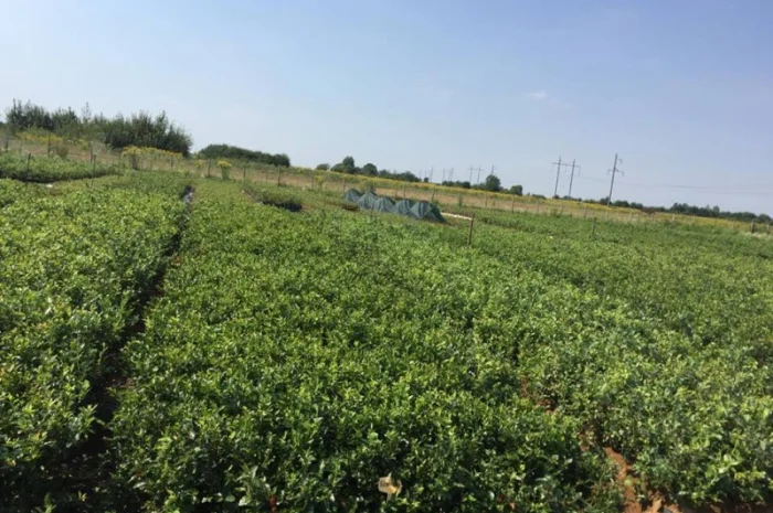 Саженцы голубики оптом от производителя. Свой питомник! 2023- фото № 8