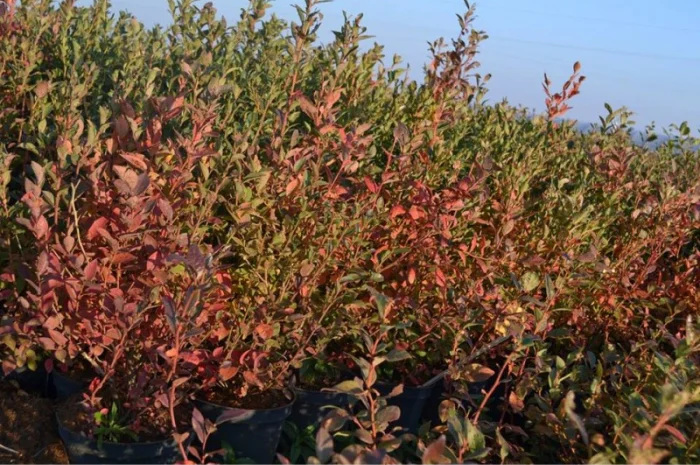 Продам саджанці лохини. Ціни від 45 грн за рослину (1, 2, 3, 4 річні) оптом та в роздріб- фото № 1