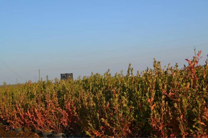 Продам саджанці лохини. Ціни від 45 грн за рослину (1, 2, 3, 4 річні) оптом та в роздріб- фото № 2