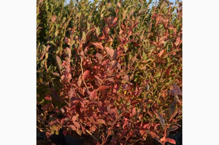 Продам саджанці лохини. Ціни від 45 грн за рослину (1, 2, 3, 4 річні) оптом та в роздріб- фото № 3