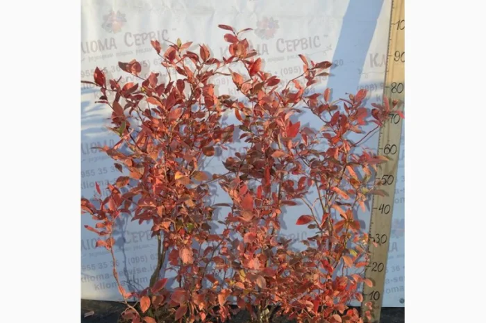 Продам саджанці лохини. Ціни від 45 грн за рослину (1, 2, 3, 4 річні) оптом та в роздріб- фото № 4