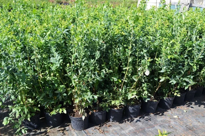 Саджанці Лохини у контейнерах 5 літрів, 4 річні. Розсадник Осінь 2020- фото № 1