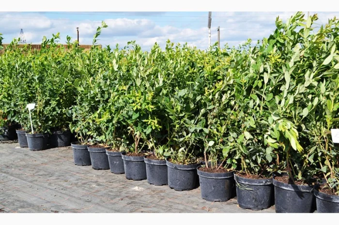 Саджанці Лохини у контейнерах 5 літрів, 4 річні. Розсадник Осінь 2020- фото № 2