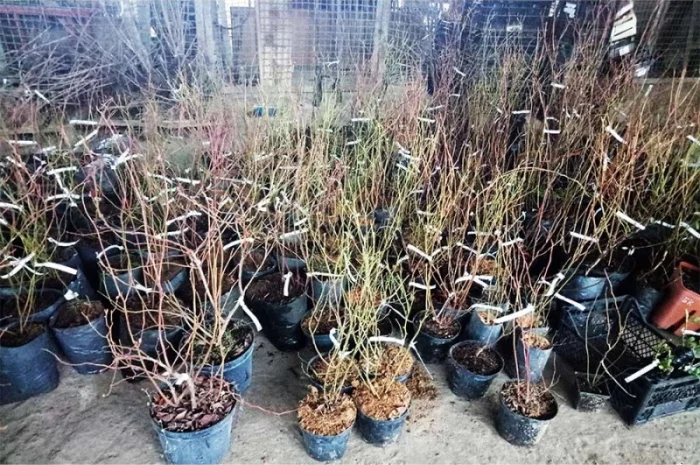 Саджанці лохини Весна 2020. Якісний посадковий матеріал від виробника- фото № 2