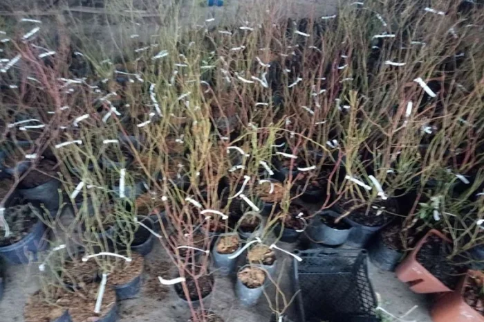 Саджанці лохини Весна 2020. Якісний посадковий матеріал від виробника- фото № 3