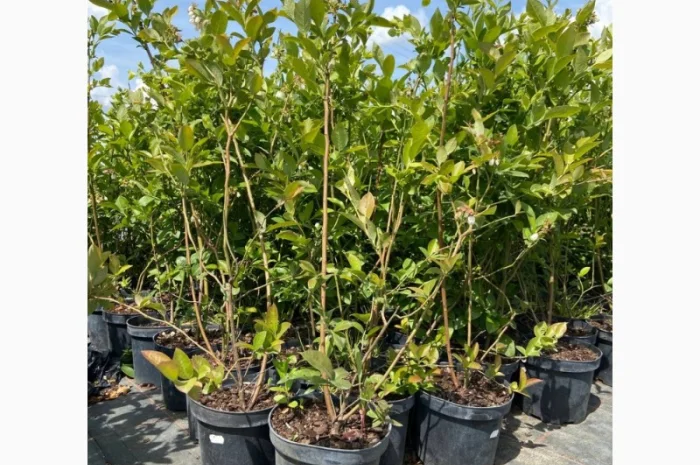 Саджанці Лохини від Виробника. Понад 15 сортів різного віку- фото № 1