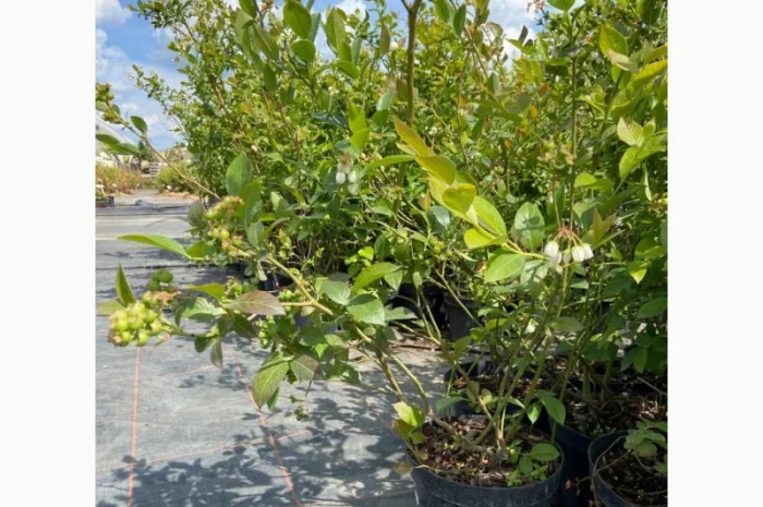 Саджанці Лохини від Виробника. Понад 15 сортів різного віку- фото № 2