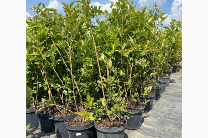 Саджанці Лохини від Виробника. Понад 15 сортів різного віку- фото № 2