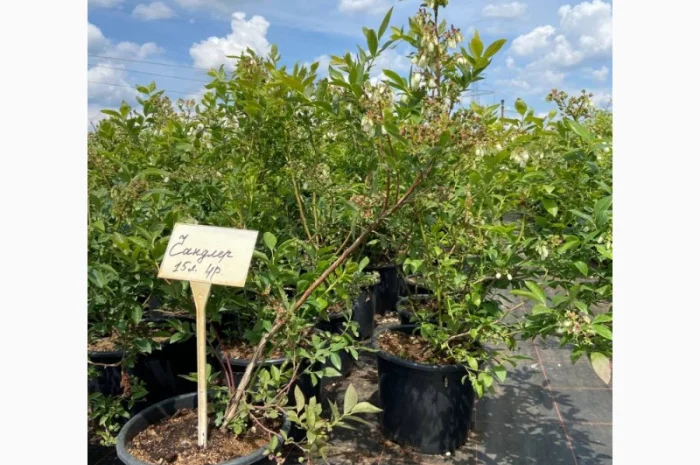 Саджанці Лохини від Виробника. Понад 15 сортів різного віку- фото № 3