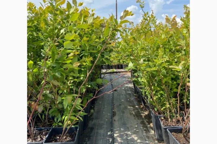 Саджанці Лохини від Виробника. Понад 15 сортів різного віку- фото № 4