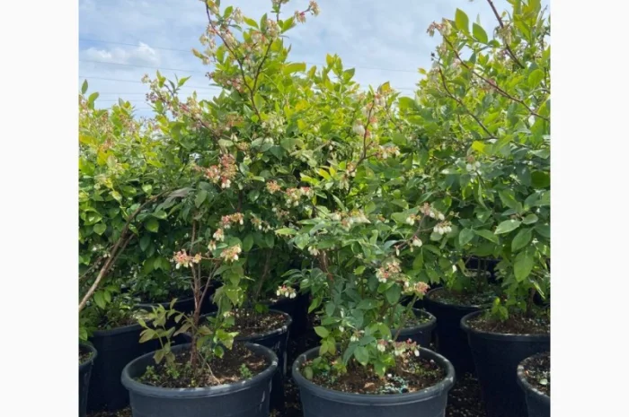 Саджанці Лохини від Виробника. Понад 15 сортів різного віку- фото № 5