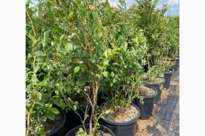 Саджанці Лохини від Виробника. Понад 15 сортів різного віку- фото № 6