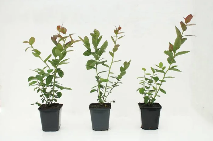 Саженцы голубики/Саджанці Лохини/Рассадник- фото № 1