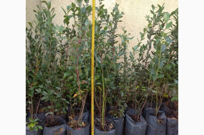 Продам трирічні саджанці лохини- фото № 1