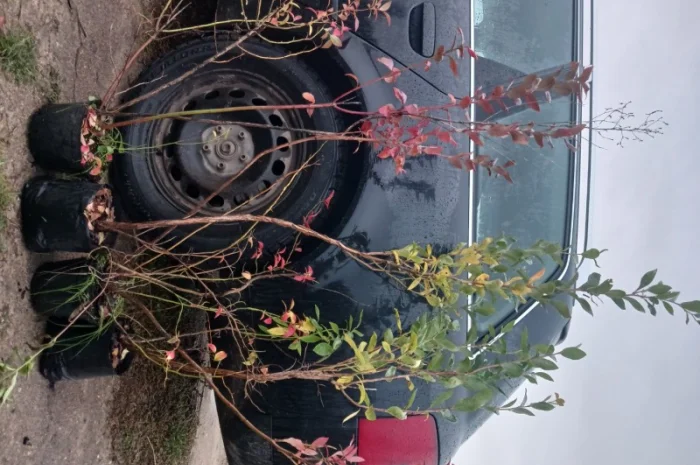 Продам саженці Лохини 4 х річка- фото № 1