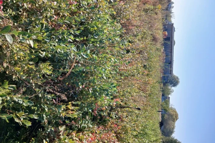 Продам саженці Лохини 4 х річка- фото № 2