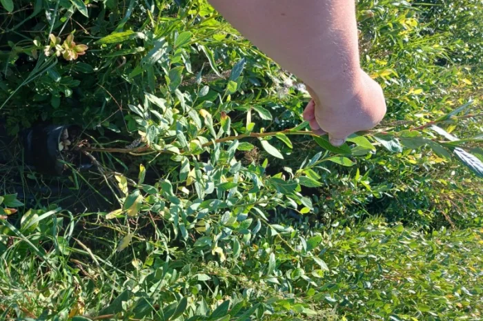 Продам саженці Лохини 4 х річка- фото № 3