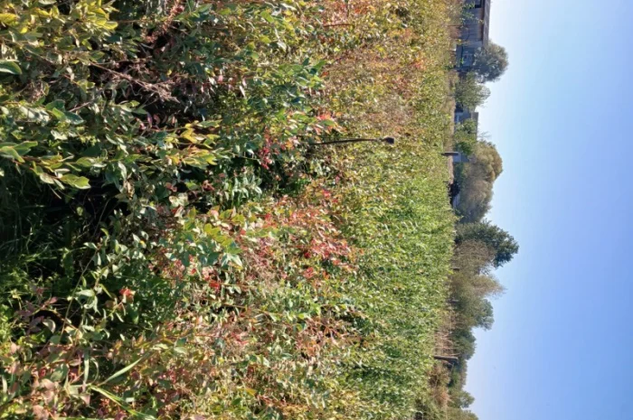 Продам саженці Лохини 4 х річка- фото № 4