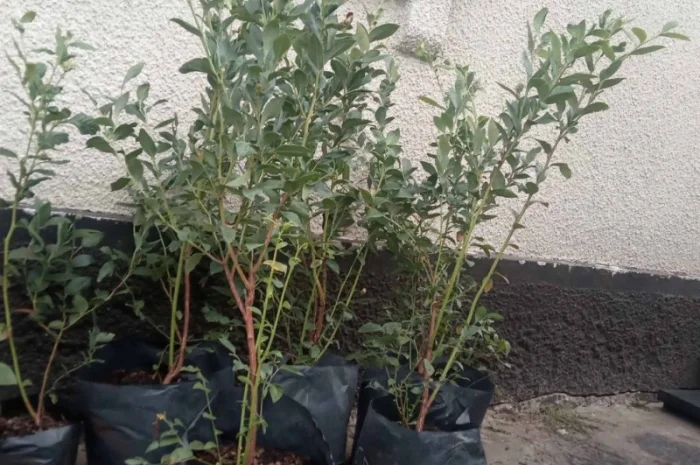 Голубика 3 лет- фото № 1