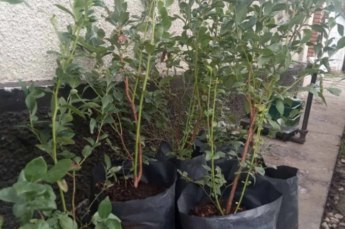 Голубика 3 лет- фото № 2