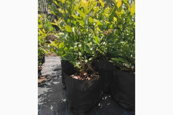 Саженцы голубики, 2-х, 3-х, 4-х и более лет- фото № 2