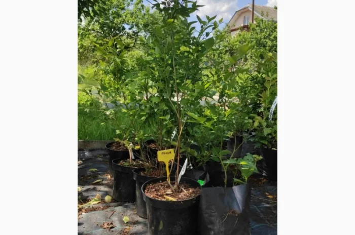 Саженцы голубики, 2-х, 3-х, 4-х и более лет- фото № 3