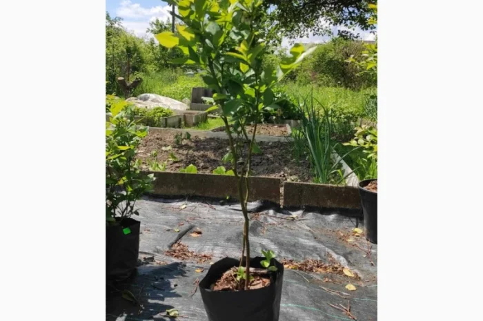 Саженцы голубики, 2-х, 3-х, 4-х и более лет- фото № 1