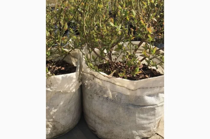 Продаю саженцы голубики 5лет в 50л- фото № 1