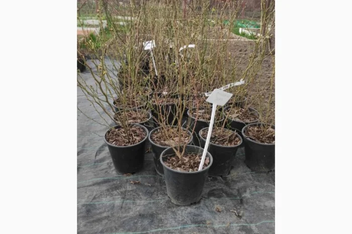 Продаю саженцы голубики 5лет в 50л- фото № 2