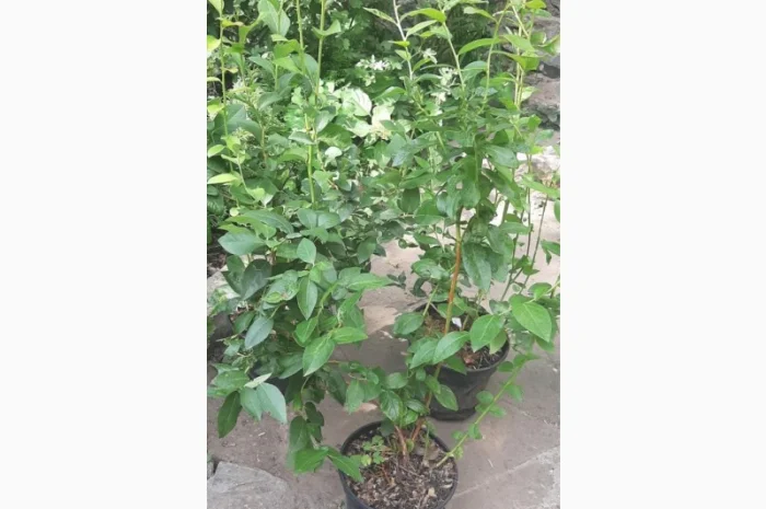 Саженцы голубики, закрытая корневая С5л- фото № 1