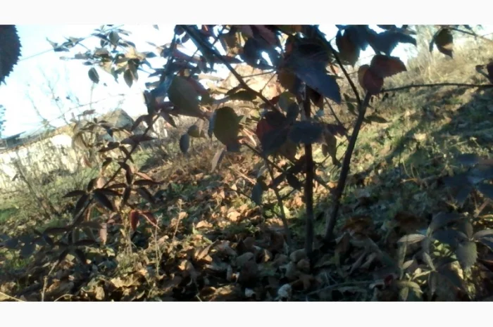 Саджанці ожини Потрійна Корона, Вошито та інш- фото № 3