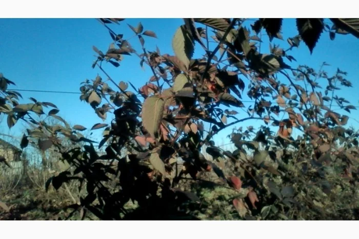 Саджанці ожини Потрійна Корона, Вошито та інш- фото № 1