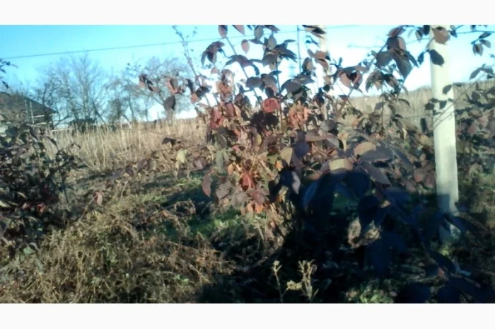 Саджанці ожини Потрійна Корона, Вошито та інш- фото № 2