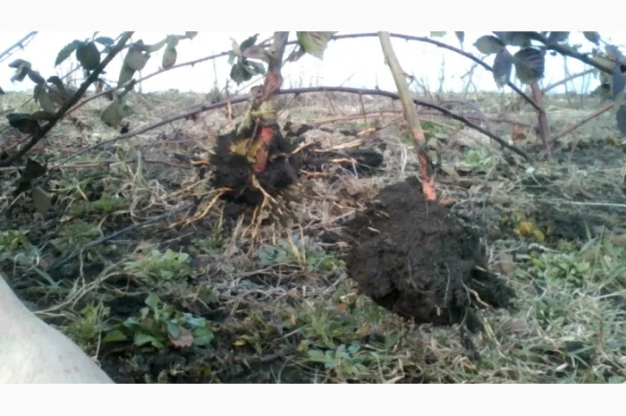 Саджанці ожини Потрійна Корона- фото № 4