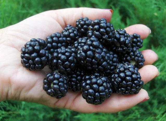 Продам саженцы бесшипной крупноплодной ежевики торнфри- фото № 1