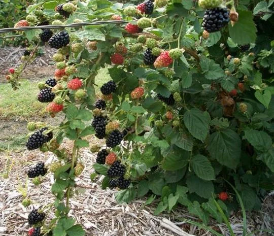 Продам саженцы бесшипной крупноплодной ежевики торнфри- фото № 3